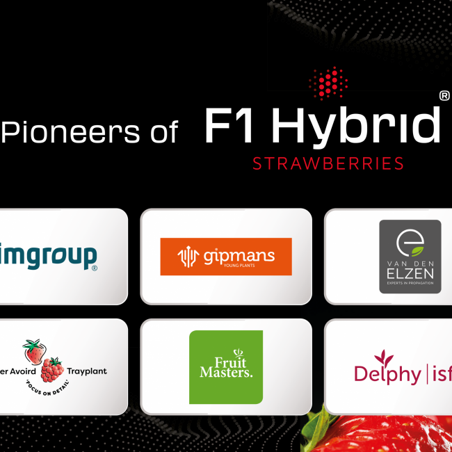 Gemeinsam sind wir stärker: Pioneers of F1 Hybrid Strawberries